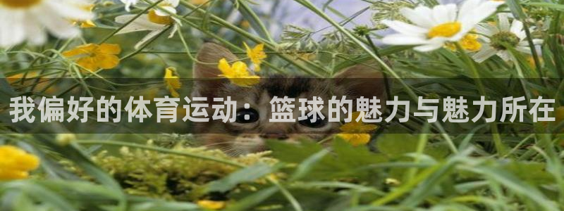 678体育官网：我偏好的体育运动：篮球的魅力与魅力所在